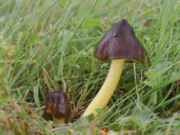 Image of Date waxcap