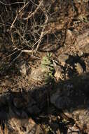 Image of Crassula atropurpurea var. muirii (Schönl.) G. D. Rowley