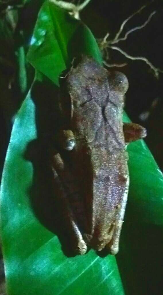 Image of Sri Lanka whipping frog