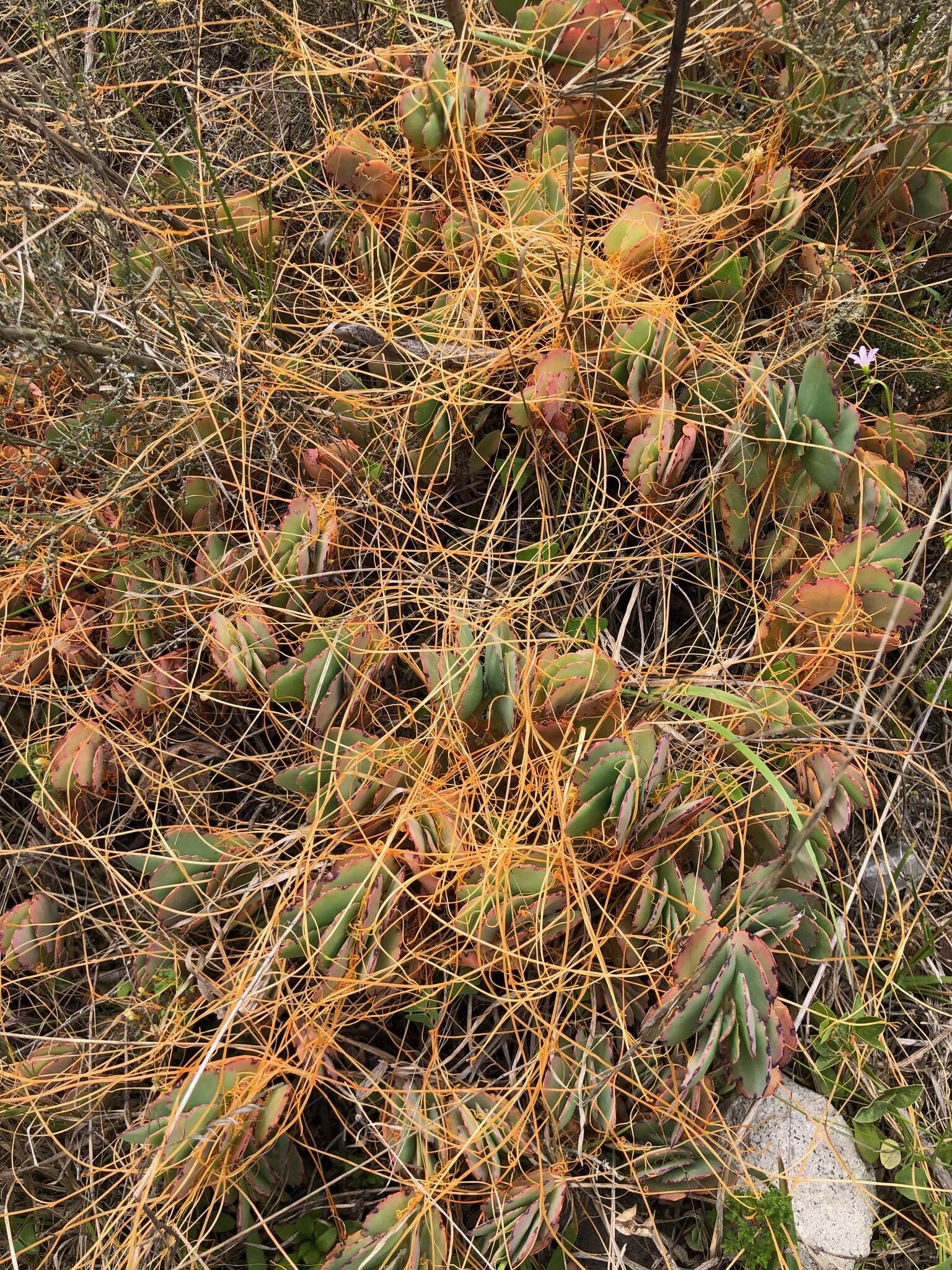 Image of Cuscuta stenolepis Engelm.