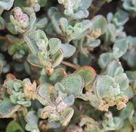 Image of Desert goosefoot