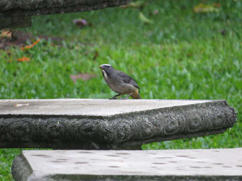 Image of Cinnamon-bellied Saltator