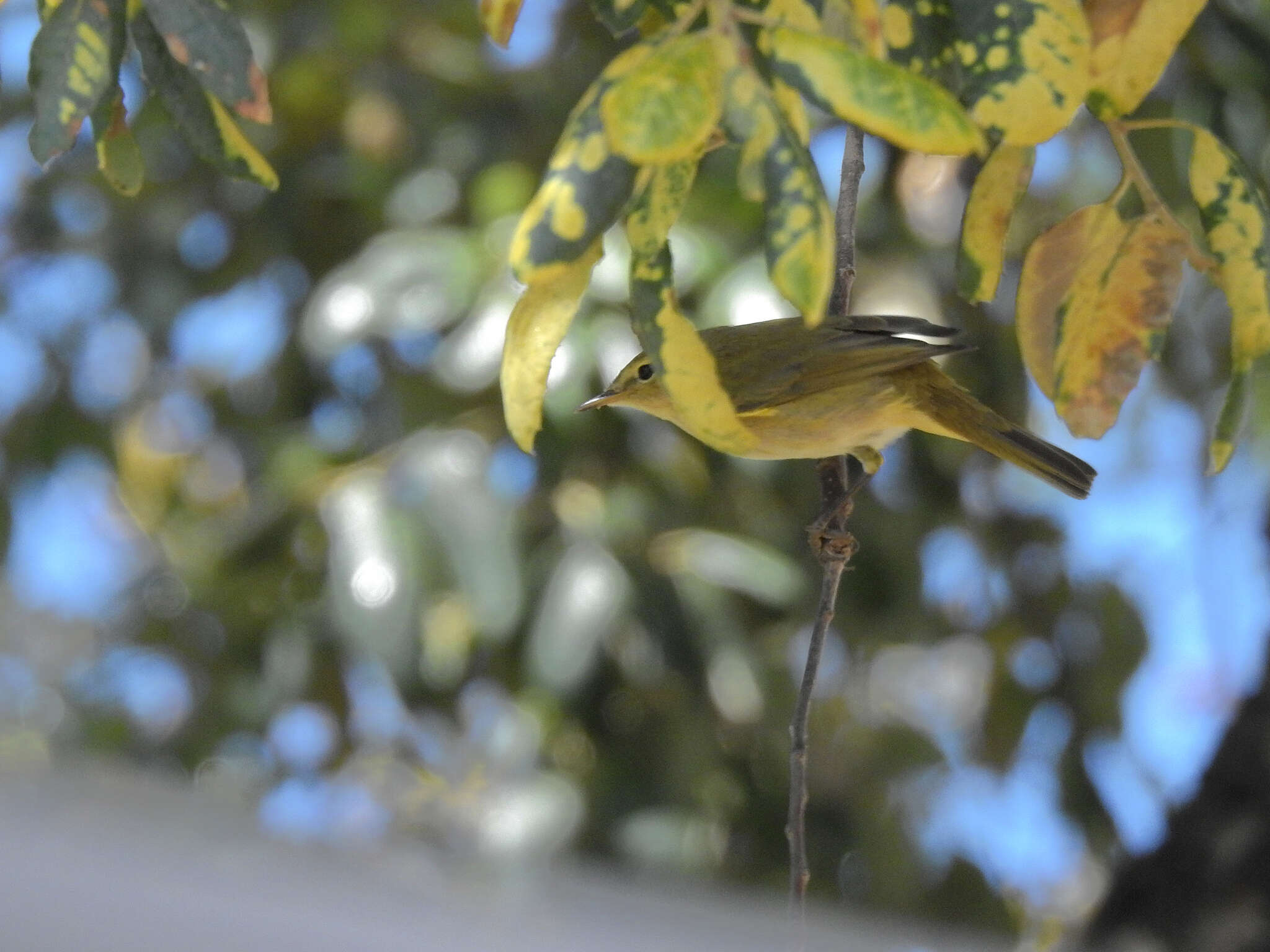 Image of Iberian Chiffchaff