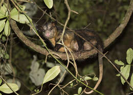 Image of Black-eared Opossum