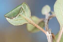 Image of <i>Sabulopteryx botanica</i>