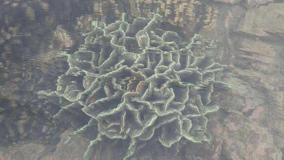 Image of Cactus Coral