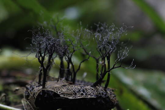 Image of <i>Xylaria apeibae</i> Mont.