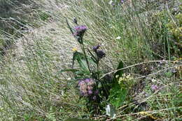 Image of Saussurea amurensis Turcz. ex DC.