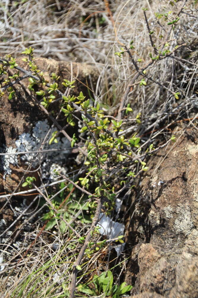 Image of Coprosma obconica subsp. distantia de Lange & R. O. Gardner