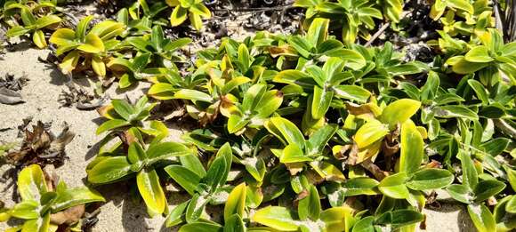 Image of Seaside Buttonweed