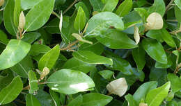 Image de Olearia avicenniifolia (Raoul) Hook. fil.