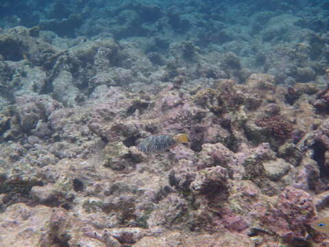 Image of Yellowtail parrotfish