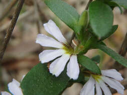 Image of Scaevola albida (Smith) Druce