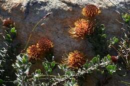 Imagem de Leucospermum spathulatum R. Br.