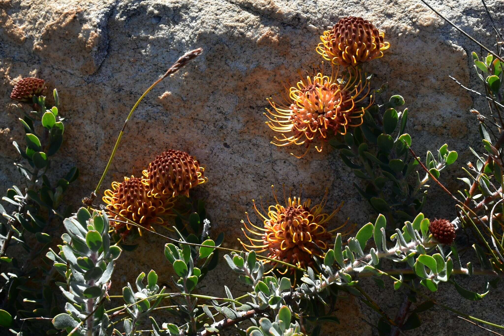 Imagem de Leucospermum spathulatum R. Br.