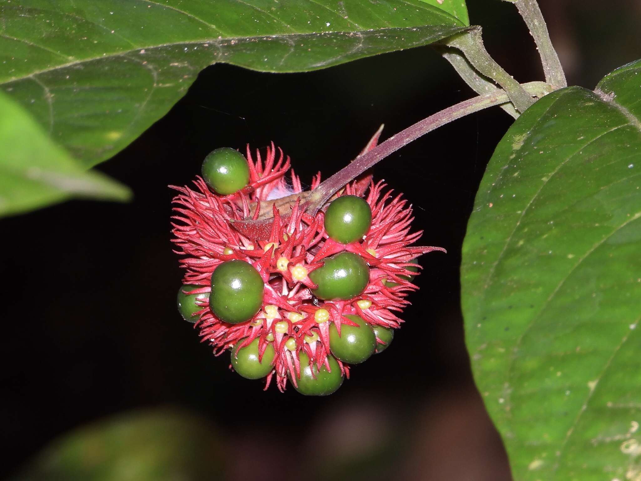 Imagem de Clerodendrum deflexum Wall.