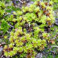 Image of Syntrichia montana Nees