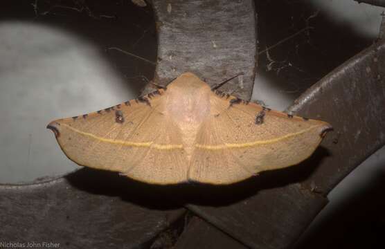 Image of Oenochroma pallida Warren 1898