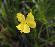 Image of Xyris bracteata R. Br.