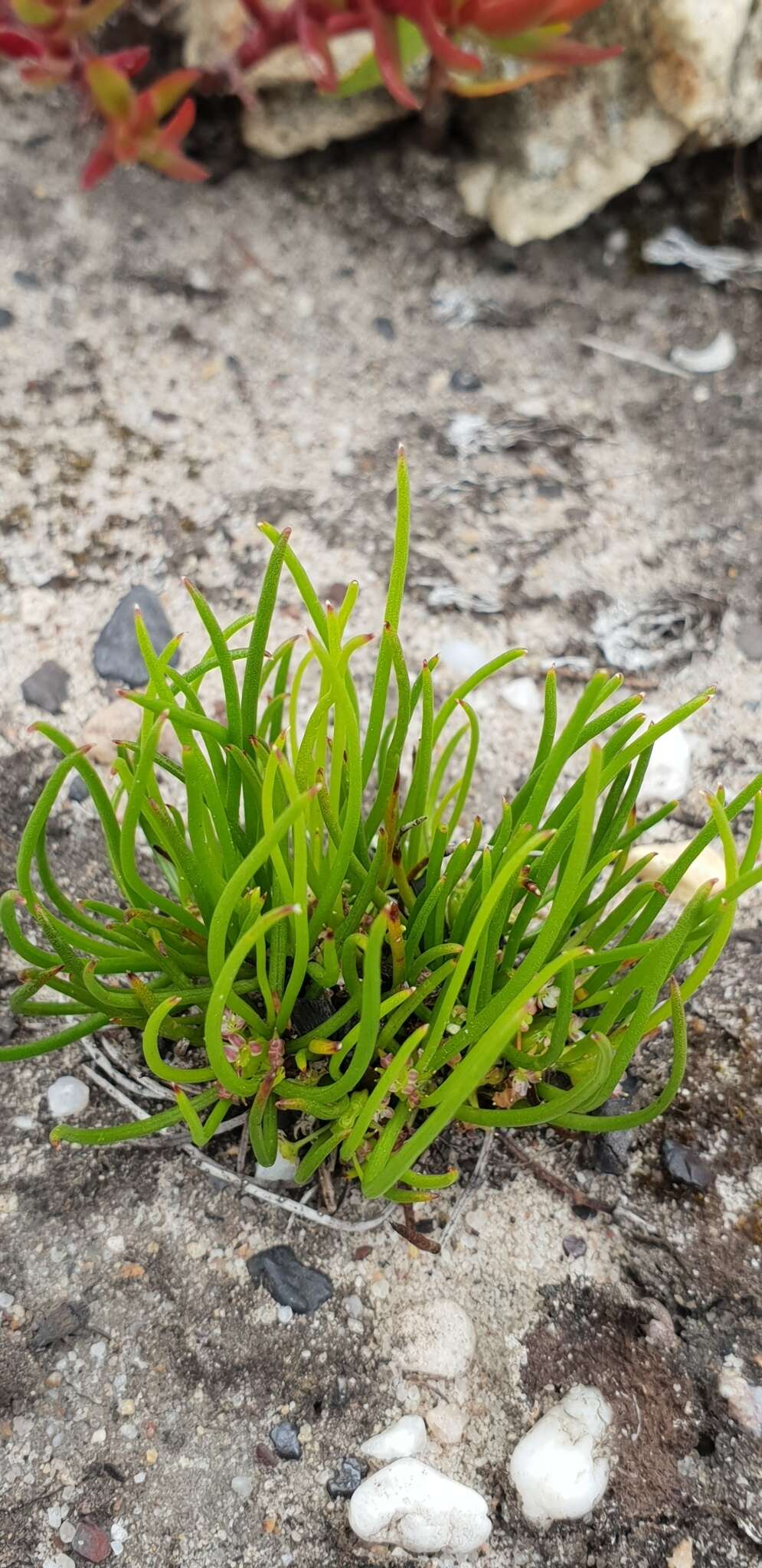 Image of Centella caespitosa Adamson