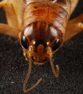 Image of Common Short-tailed Cricket