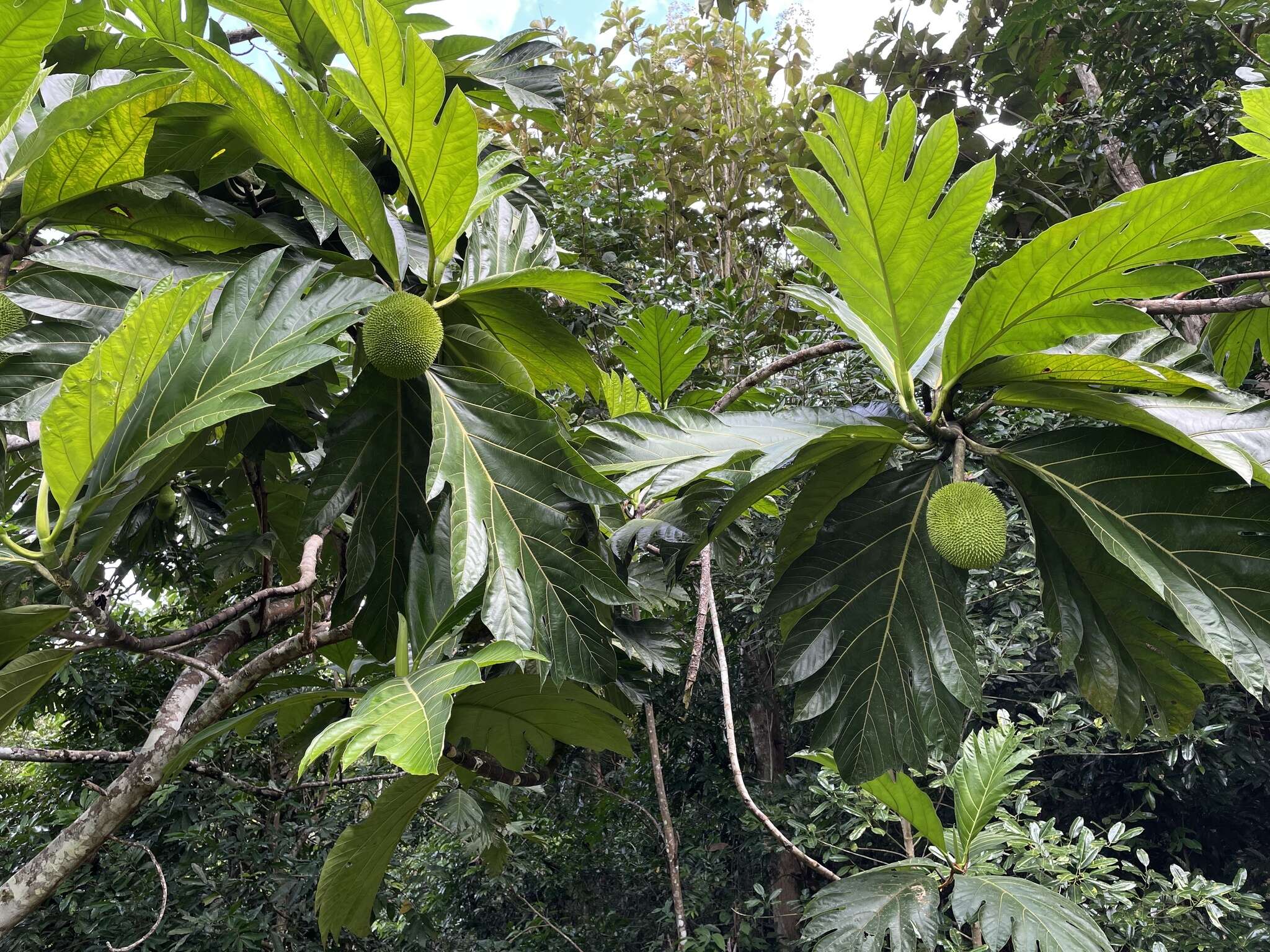 Image de Artocarpus camansi Blanco