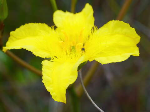 Image of Ornduffia reniformis (R. Br.) Tippery & Les