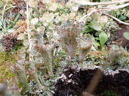 Plancia ëd Cladonia ramulosa (With.) J. R. Laundon