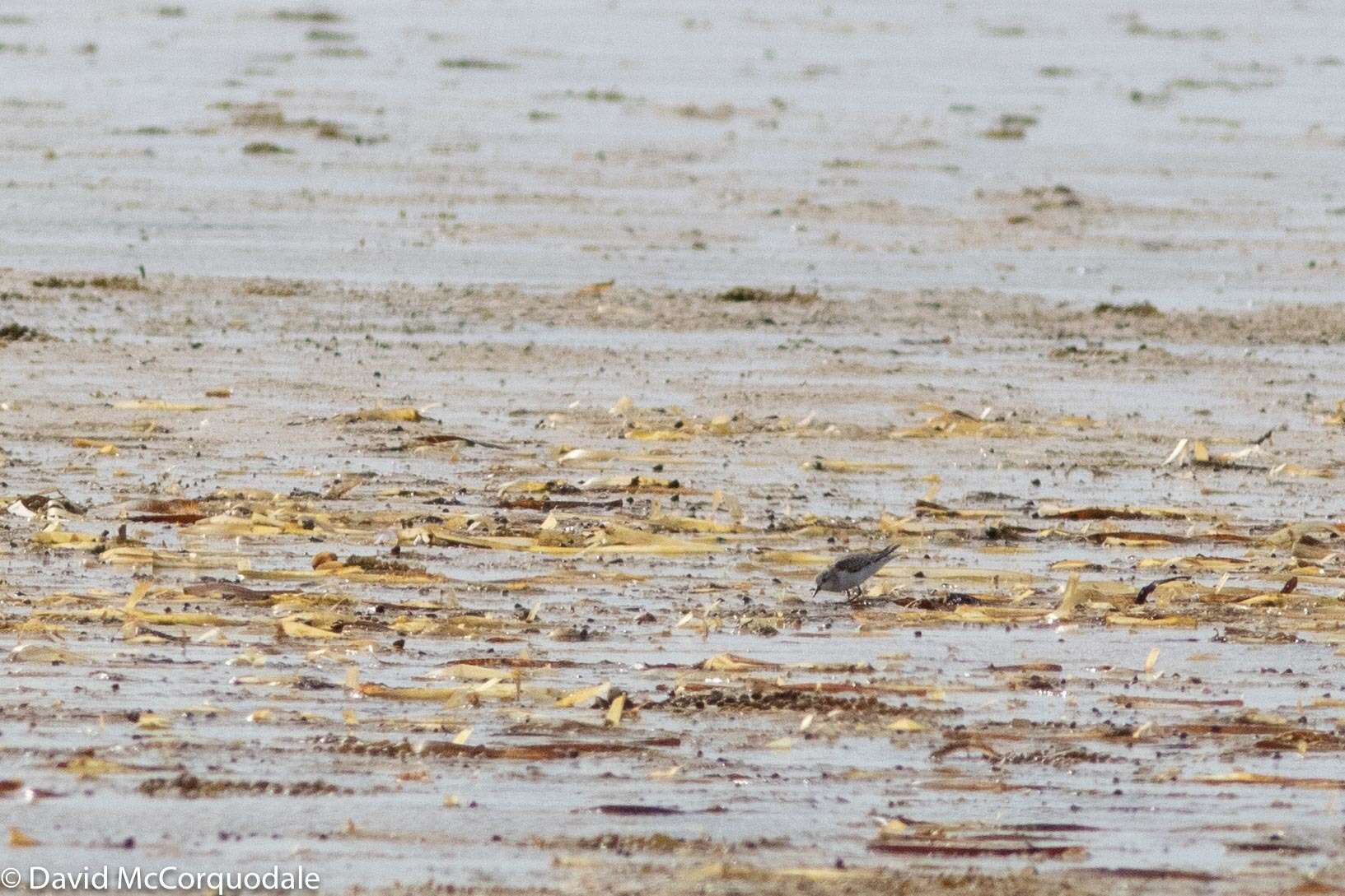 Image of Red-necked Stint