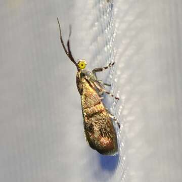 Image of Slosson's Metalmark Moth