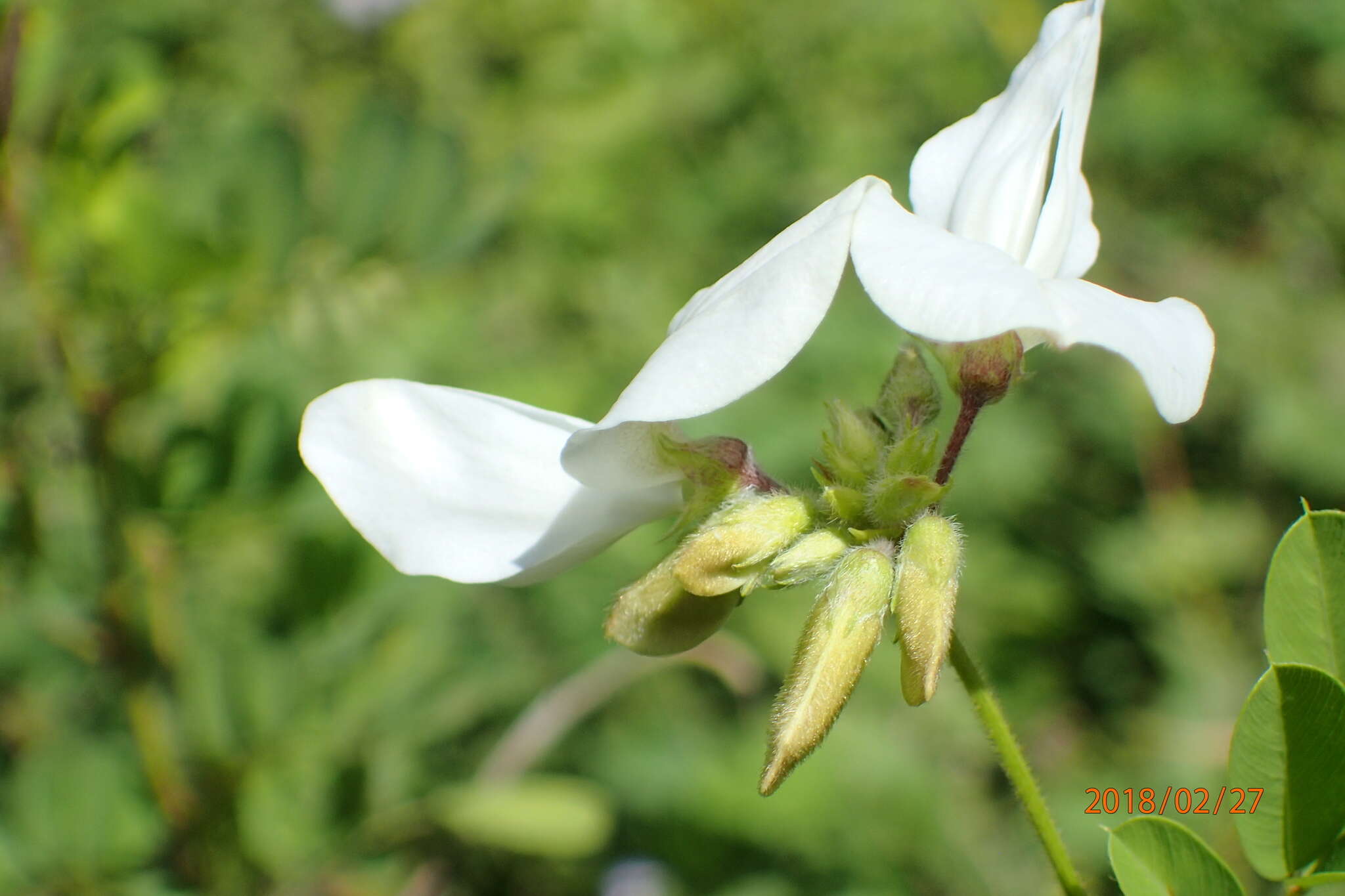 Image of Tephrosia inandensis H. M. L. Forbes