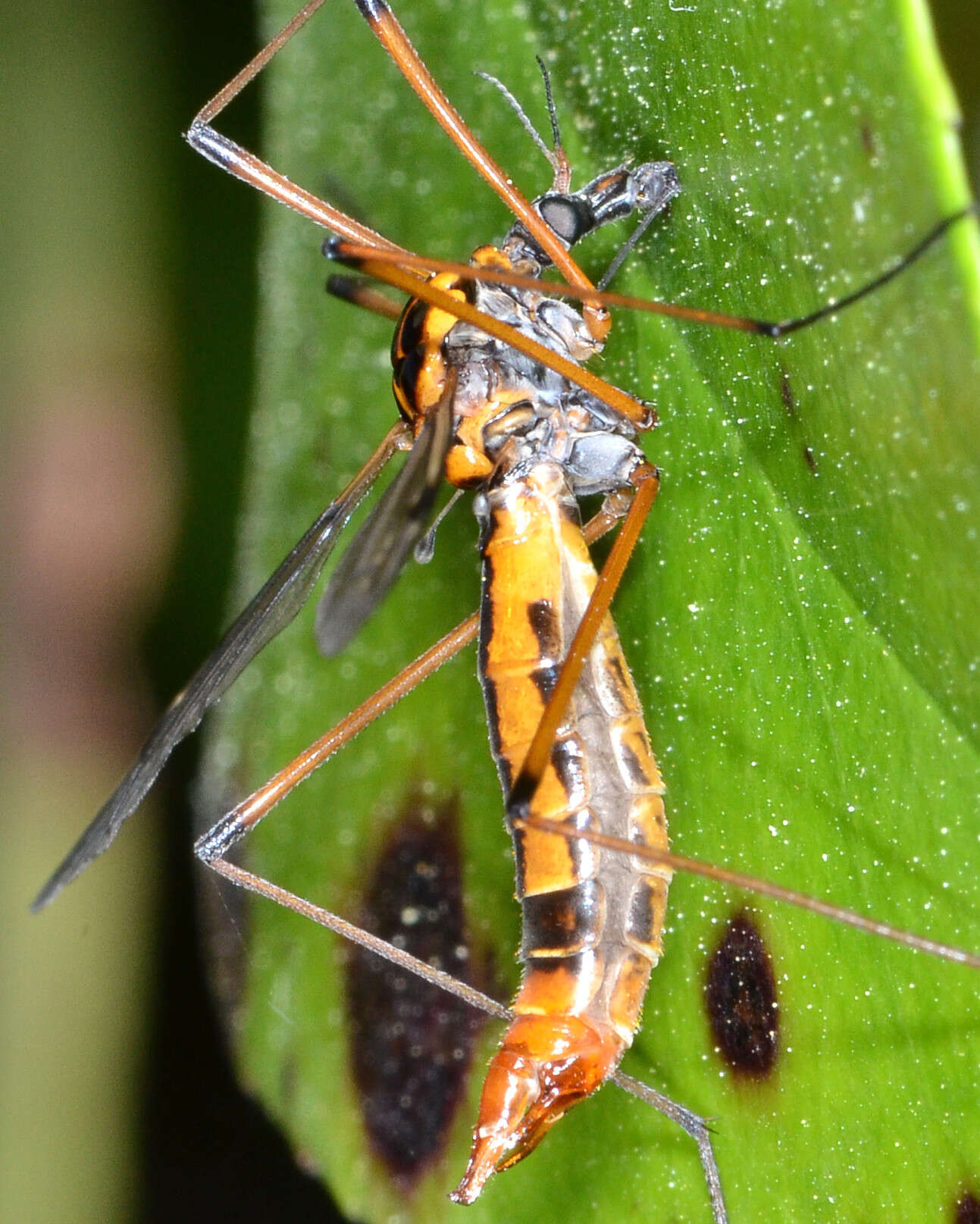 Image of Tipula (Hesperotipula) californica (Doane 1908)