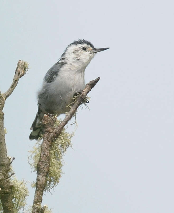 Image of Sitta carolinensis lagunae Brewster 1891