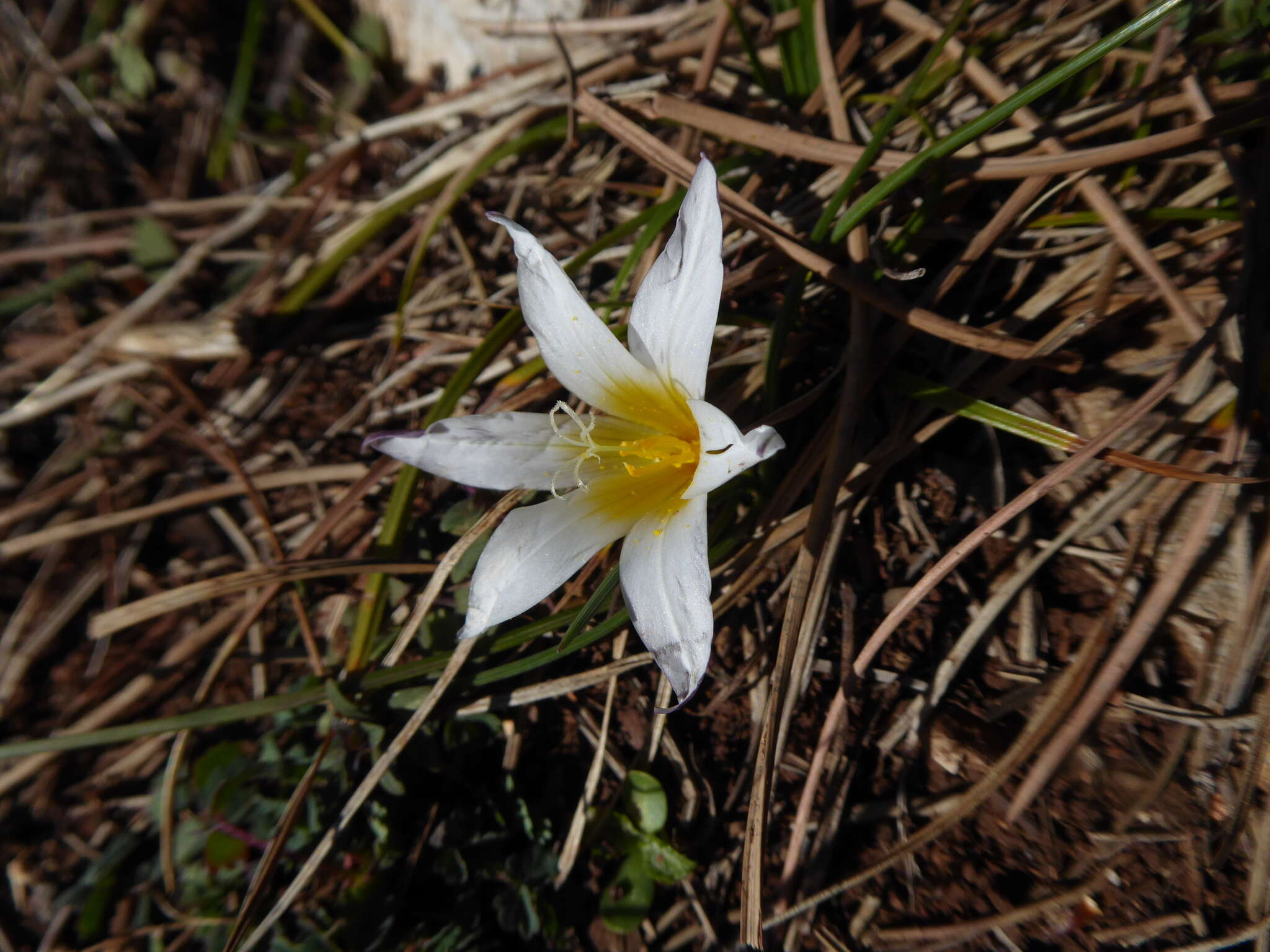 Image of Romulea bulbocodium var. leichtliniana (Heldr. ex Halácsy) Bég.