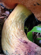 Image of Deceiving Bolete