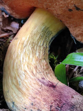 Image of Deceiving Bolete