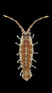 Image of Erichsonella filiformis (Say 1818)