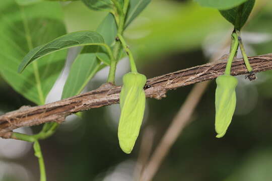 Image of sugar apple