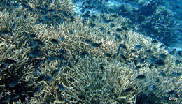 Image of Ternate chromis