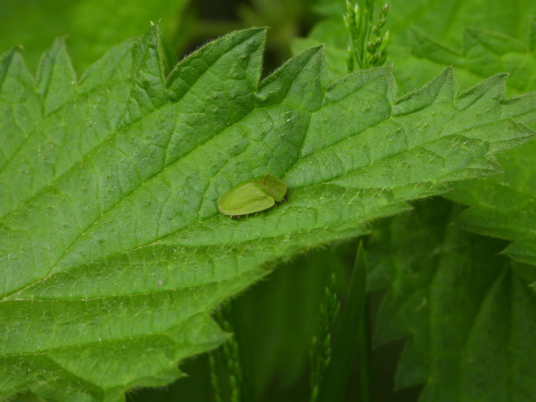 Image of Cassida (Odontionycha) viridis Linnaeus 1758