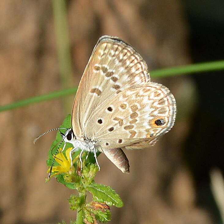 Image of Lepidochrysops patricia (Trimen 1887)