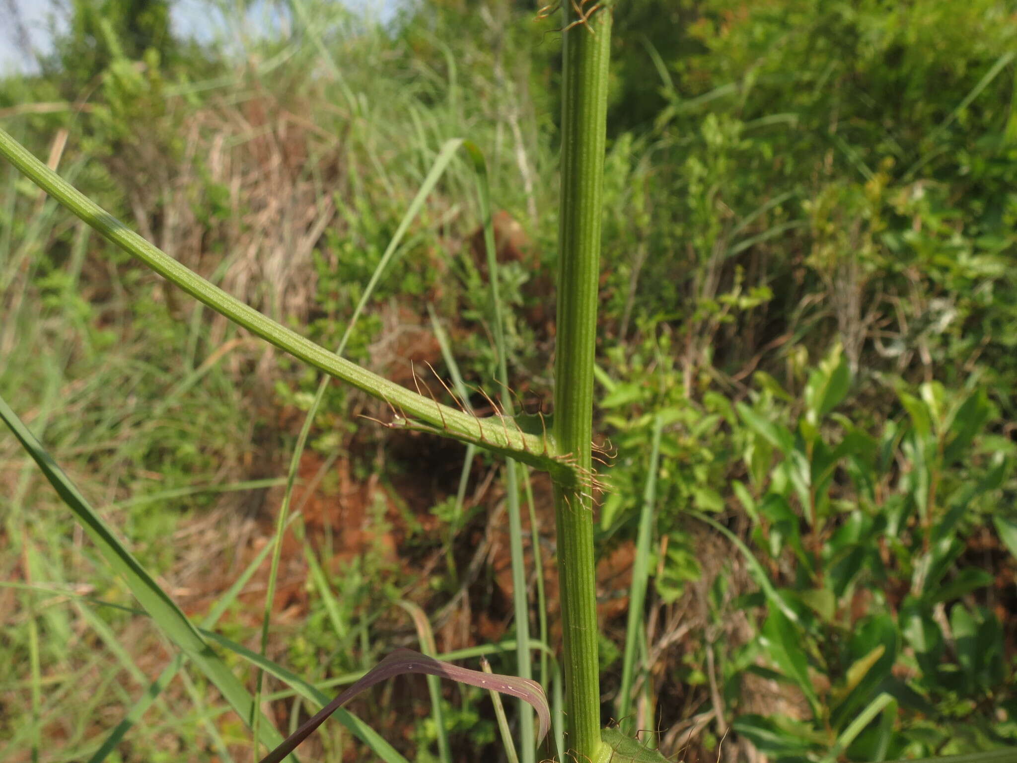 Image of Alepidea peduncularis Steud. ex A. Rich.