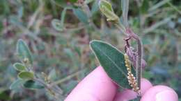 Sivun Microstachys serrulata (Mart.) Müll. Arg. kuva