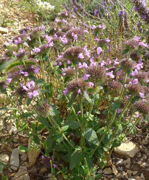 Image of wild basil