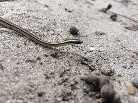 Слика од Lygophis lineatus (Linnaeus 1758)