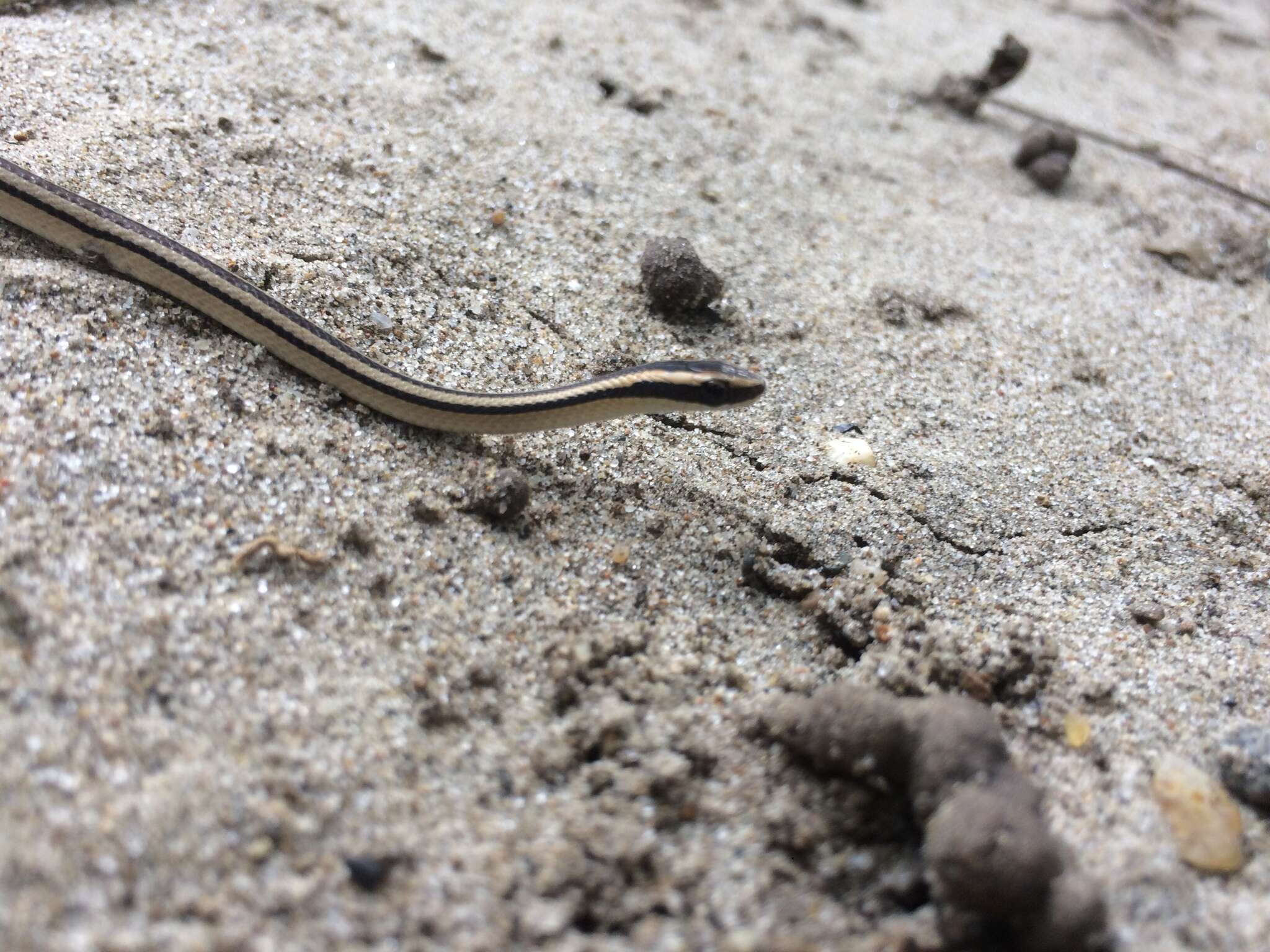 Plancia ëd Lygophis lineatus (Linnaeus 1758)