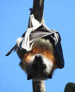 Image of Gray-headed Flying Fox