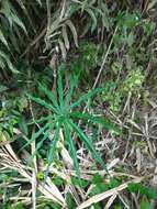 Image of Arisaema consanguineum Schott