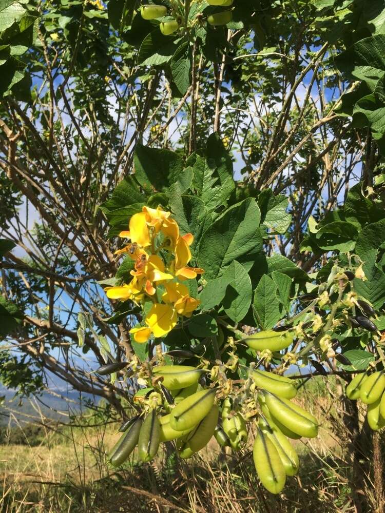 Image of Crotalaria mitchellii Benth.