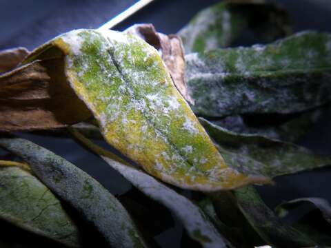 Image of Golovinomyces magnicellulatus (U. Braun) V. P. Heluta 1988